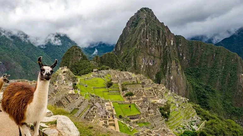 Una llama en primer plano posando frente a la ciudadela inca de Machu Picchu y la montaña Huayna Picchu