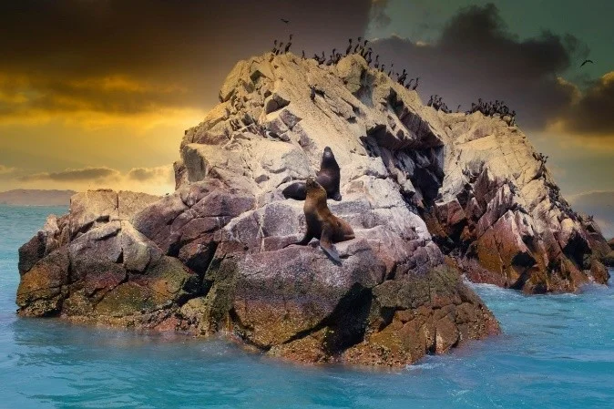Lobos marinos descansando sobre una formación rocosa rodeada de aves guaneras en las Islas Ballestas de Paracas